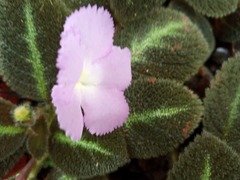 Episcia