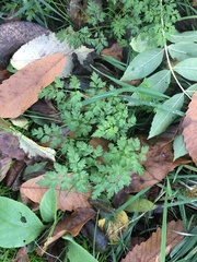 Anthriscus sylvestris