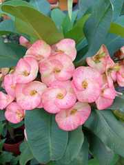 Euphorbia milii