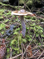 Cortinarius seidliae