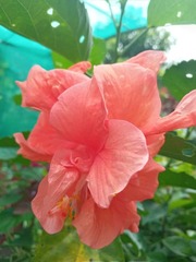 Hibiscus
