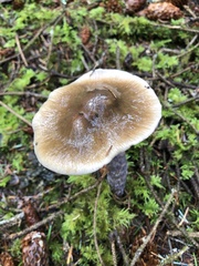 Cortinarius seidliae