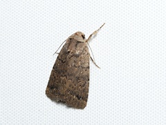 Proteuxoa nyctereutica