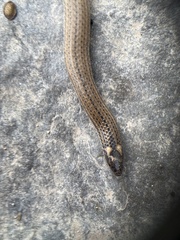 Tantilla calamarina