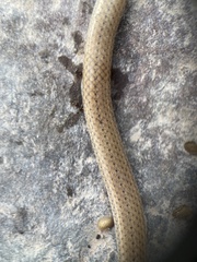 Tantilla calamarina