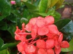 Ixora