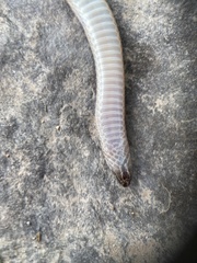 Tantilla calamarina