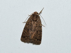 Proteuxoa nyctereutica