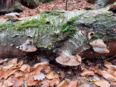 Basidiomycota