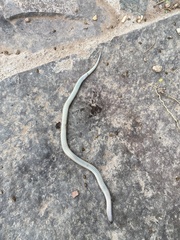 Tantilla calamarina