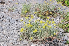 Eriogonum brevicaule laxifolium