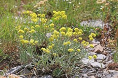 Eriogonum brevicaule laxifolium
