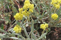 Eriogonum brevicaule laxifolium