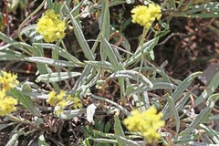 Eriogonum brevicaule laxifolium