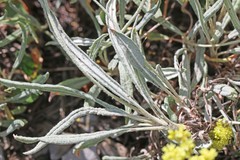 Eriogonum brevicaule laxifolium