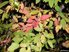 Nothofagus alpina