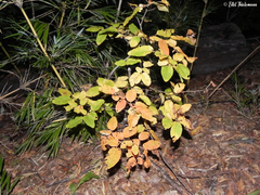 Nothofagus alpina
