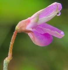 Desmodium canescens