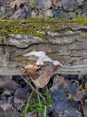 Agaricomycetes