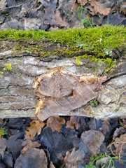 Agaricomycetes
