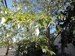 Davidia involucrata