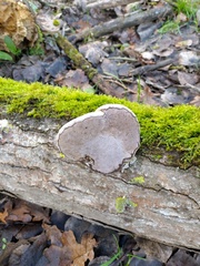 Agaricomycetes