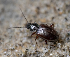 Bembidion planum