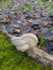 Agaricomycetes