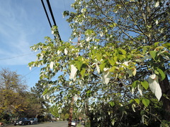 Davidia involucrata
