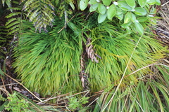 Aciphylla dissecta