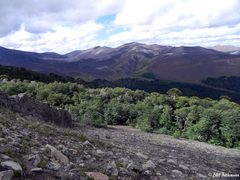 Nothofagus antarctica
