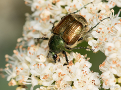Trichiotinus bibens