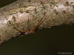 Philodromus marxi