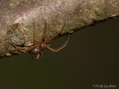 Philodromus marxi