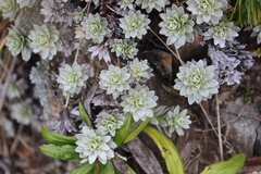 Leucogenes leontopodium