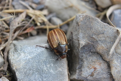 Stethaspis simmondsi