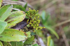Veronica tetragona subsimilis