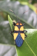 Oncopeltus orourkeae
