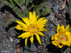 Notopappus prunelloides