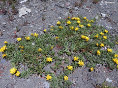 Notopappus prunelloides