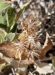 Ambrosia ilicifolia