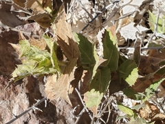 Ambrosia ilicifolia