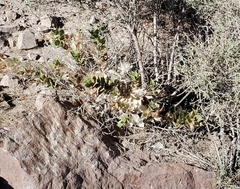 Ambrosia ilicifolia