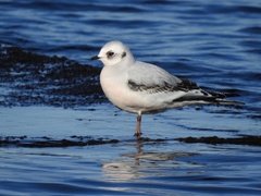 Ross's Gull photo 4