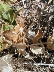 Ambrosia ilicifolia