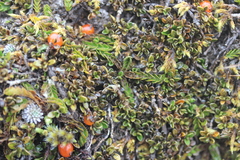 Coprosma perpusilla perpusilla