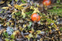 Coprosma perpusilla perpusilla