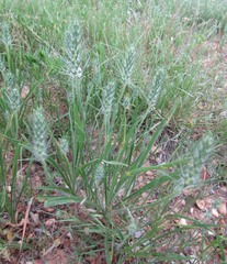 Plantago aristata