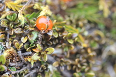 Coprosma perpusilla perpusilla