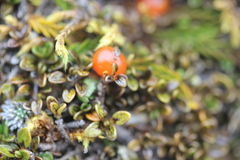 Coprosma perpusilla perpusilla